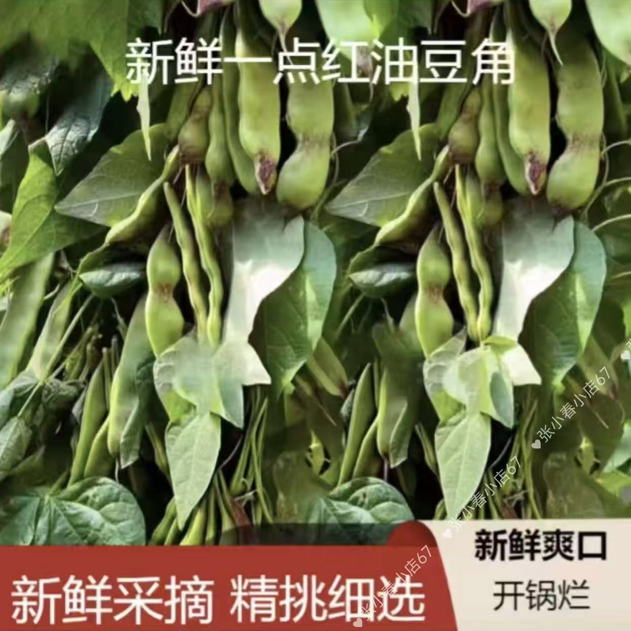 正宗将军一点红油豆角将军当季豆角现摘现发新鲜蔬菜批发东北味道
