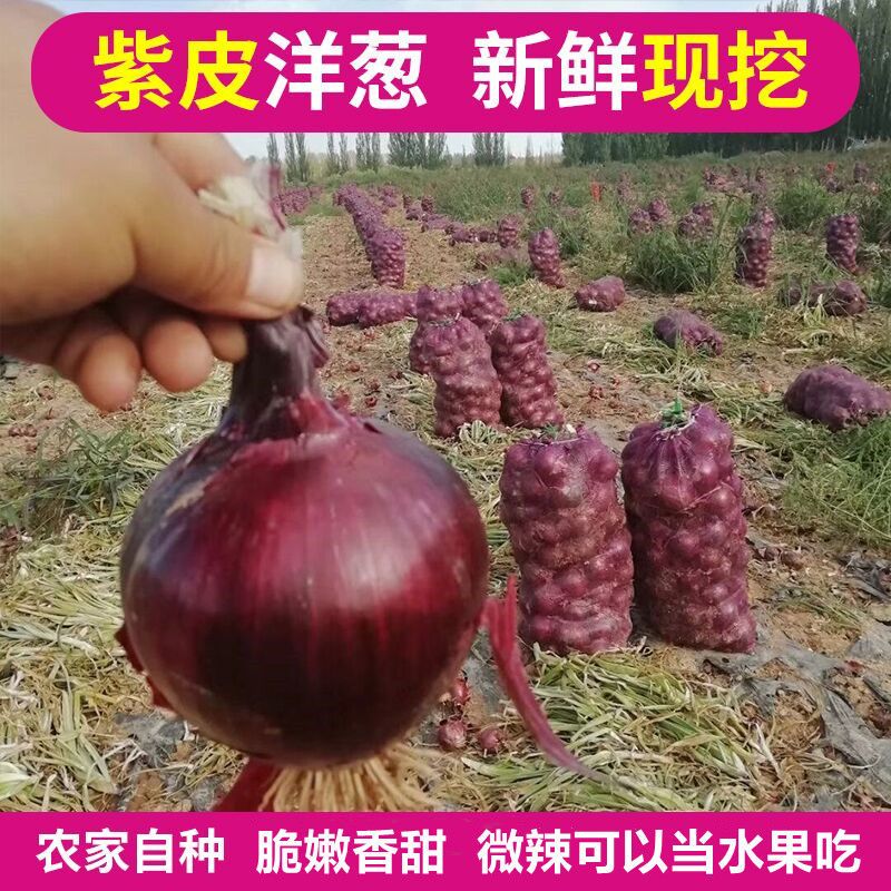 2026现挖新鲜紫皮洋葱红洋葱大洋葱农家自种圆葱新鲜蔬菜洋葱包邮