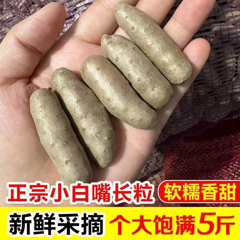 2026新鲜小白嘴山药豆山药豆大果特大糖葫芦专用山药豆粉糯香甜正