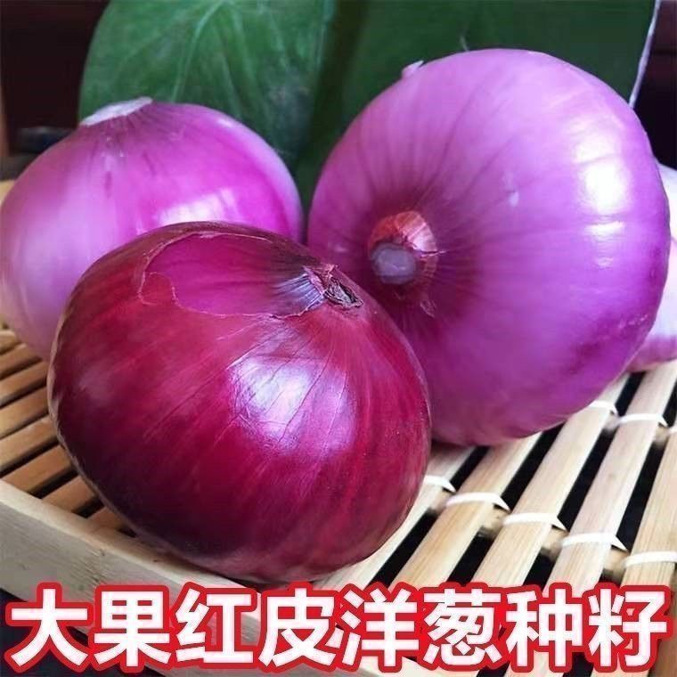 正宗紫皮洋葱种子甜脆紫红皮圆葱种子耐热耐寒四季播农家蔬菜种子