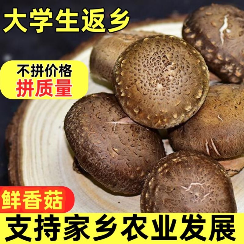 鲜香菇现摘现发新鲜采摘香菇冬菇火锅煲汤爆炒食材新鲜蔬菜正宗