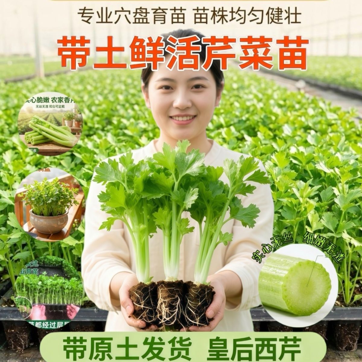 寿光皇后大肉西芹秧苗小香芹芹菜苗带土苗阳台盆栽耐寒耐高温秧苗