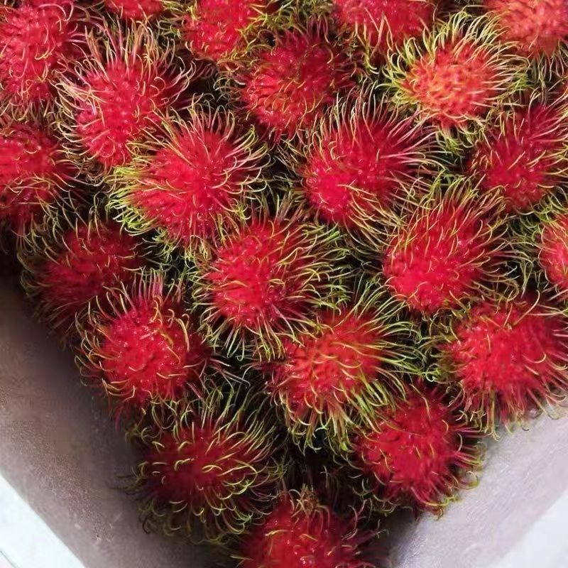 当季广西海南红毛丹热带荔枝新鲜应季水果批发现摘包邮孕妇水果
