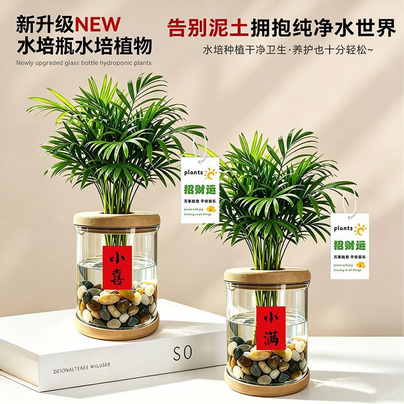水培植物袖珍椰子富贵椰子竹好养客厅办公室盆栽四季常青好养植物
