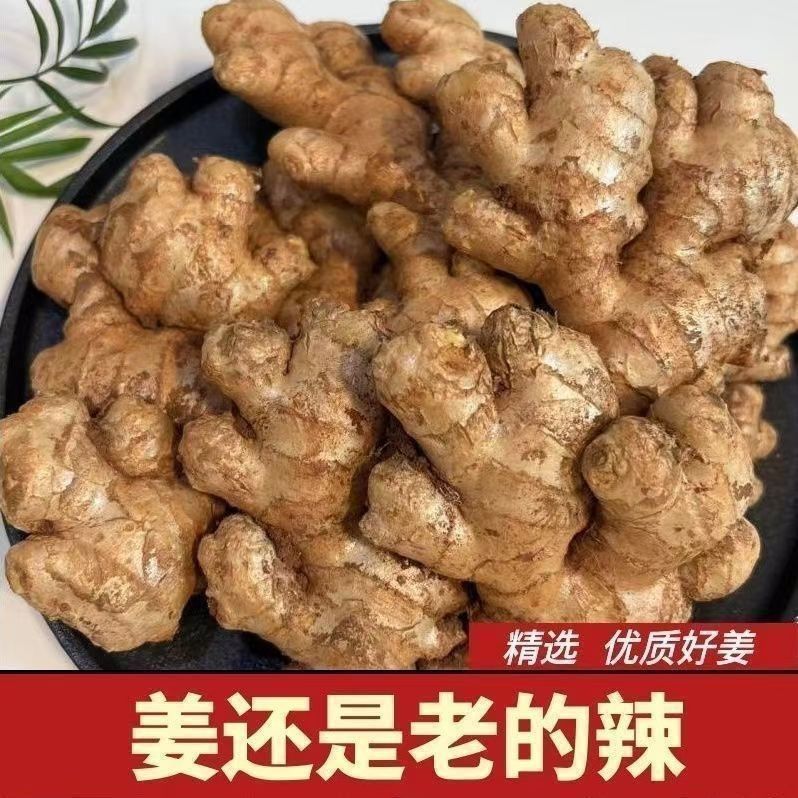 现挖云南老姜生姜批发正宗黄姜大个老姜头月子姜新鲜蔬菜整箱姜母