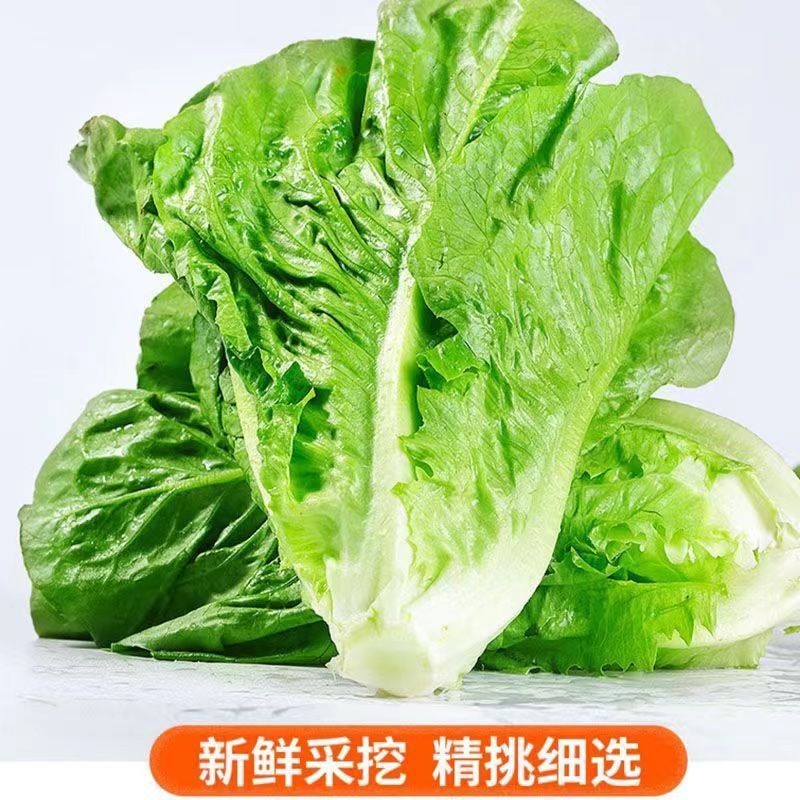 农家自种新鲜生菜烧烤涮锅汉堡必备青菜新鲜意大利生菜新鲜