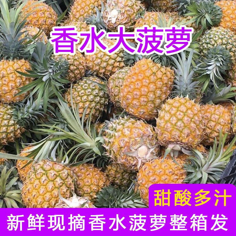 徐闻香水菠萝新鲜大菠萝现摘热带水果当季整箱非云南凤梨