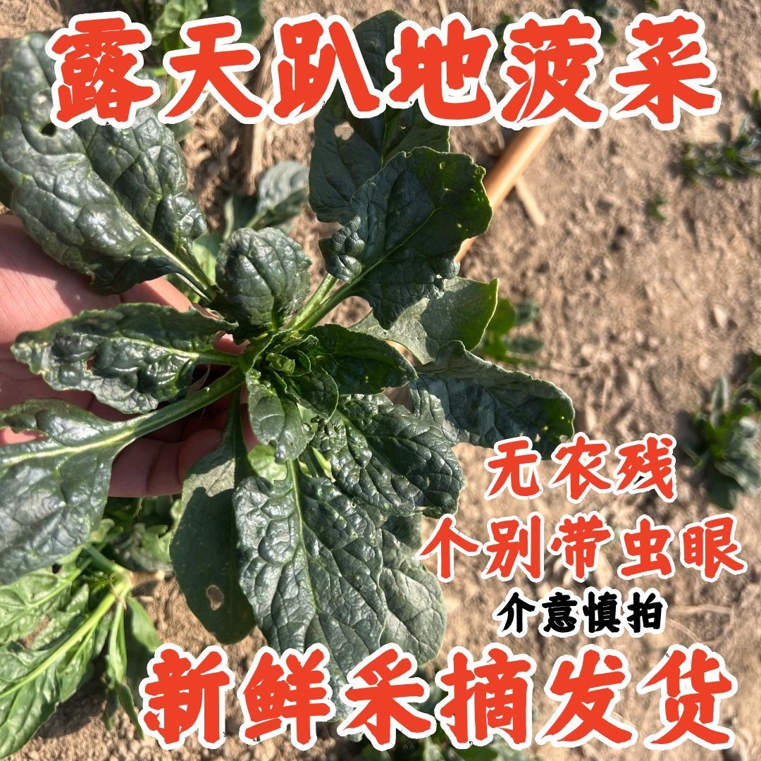 山东露天趴地新鲜菠菜无农残自然生长采摘直发健康绿色蔬菜