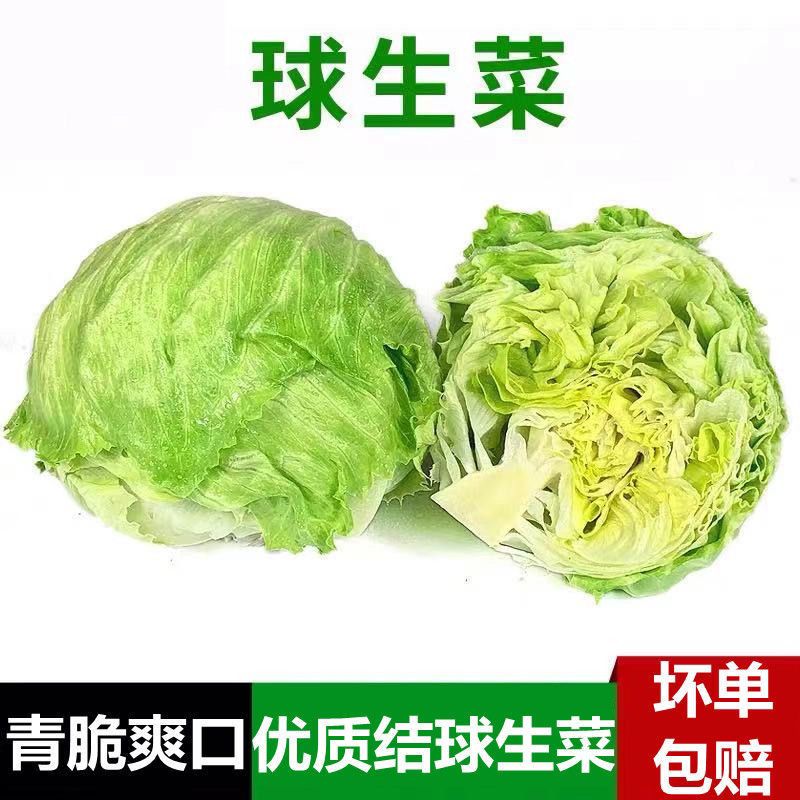 球生菜汉堡用圆生菜新鲜蔬菜沙拉食材结球形圆型西生菜球应季现摘