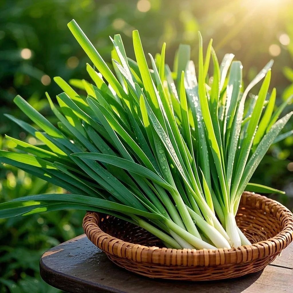 好男人 韭菜正品