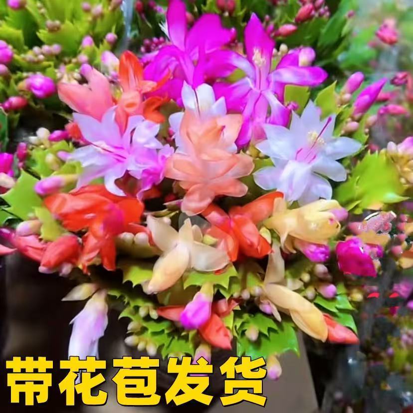 【送金黄色】清仓处理带花包多色蟹爪兰花苗盆栽大苗好养耐活四季