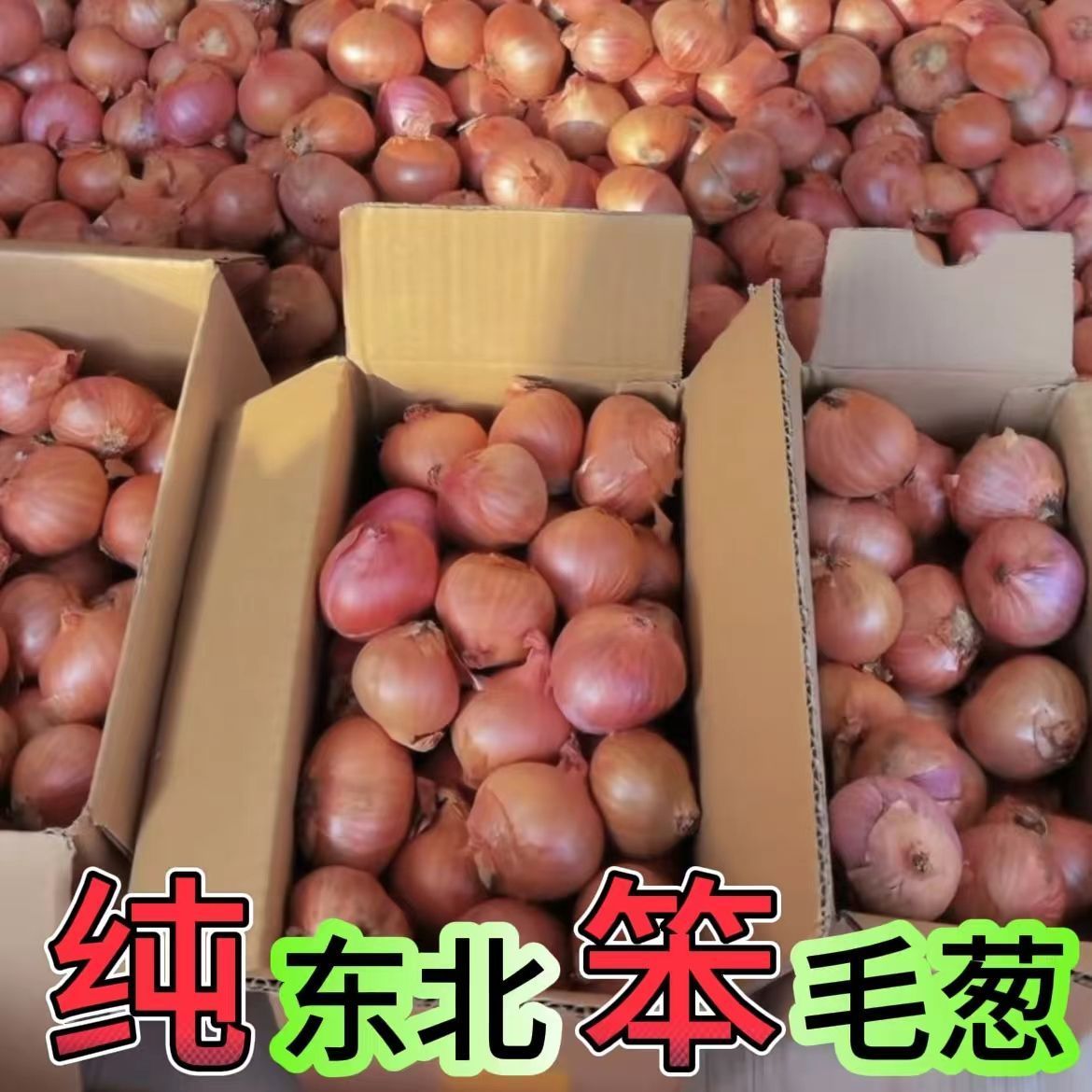 【毛葱一哥】东北毛葱正宗新鲜鬼子葱红葱头珠葱农家笨毛葱小毛葱