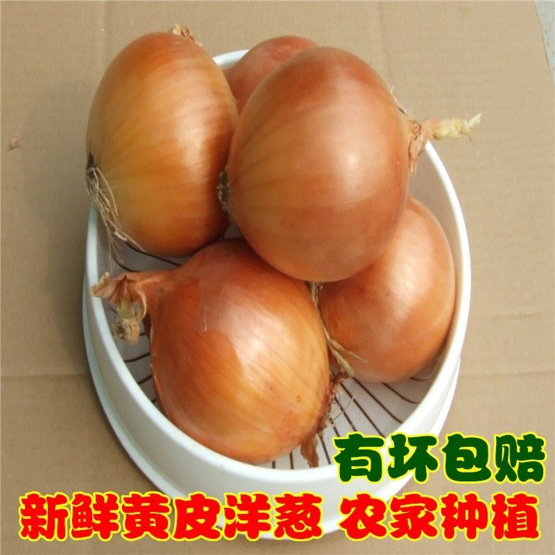 【包赔偿】农家自种黄皮洋葱大葱圆葱 葱头紫皮洋葱5斤装新鲜蔬菜
