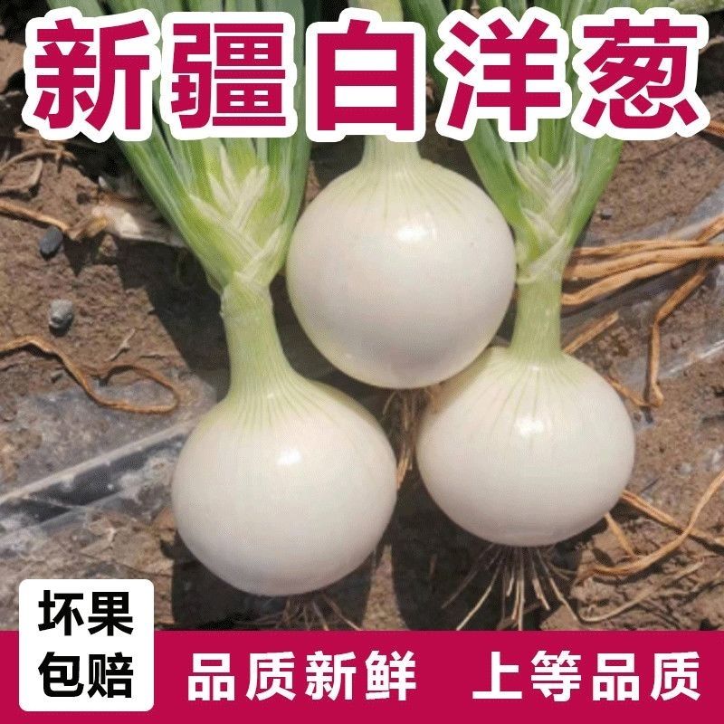 新疆白皮洋葱蔬菜葱白牙子脆爽多汁新鲜凉拌抓饭产地直发便宜批发
