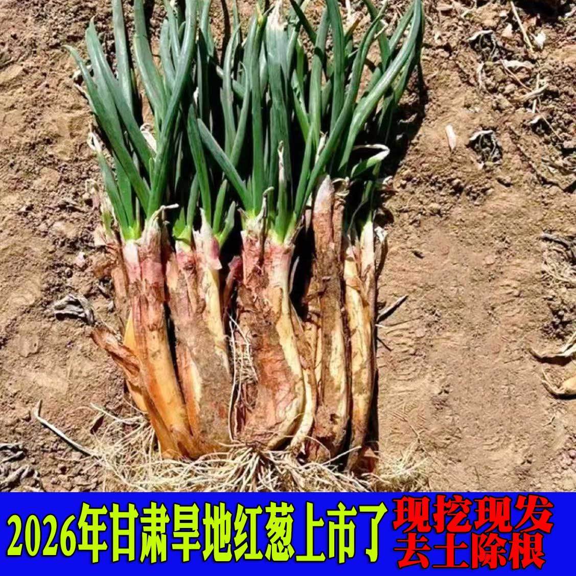 甘肃旱地红葱农家新鲜红皮饺子炖肉炒菜配料批发便宜新鲜蔬菜结婚