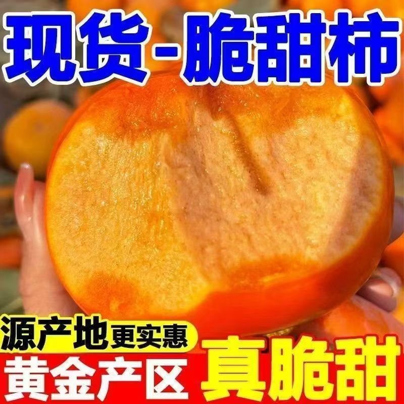 【彩箱5斤】正宗阳丰脆柿冰糖心巧克力柿子无核柿子新鲜水果批发