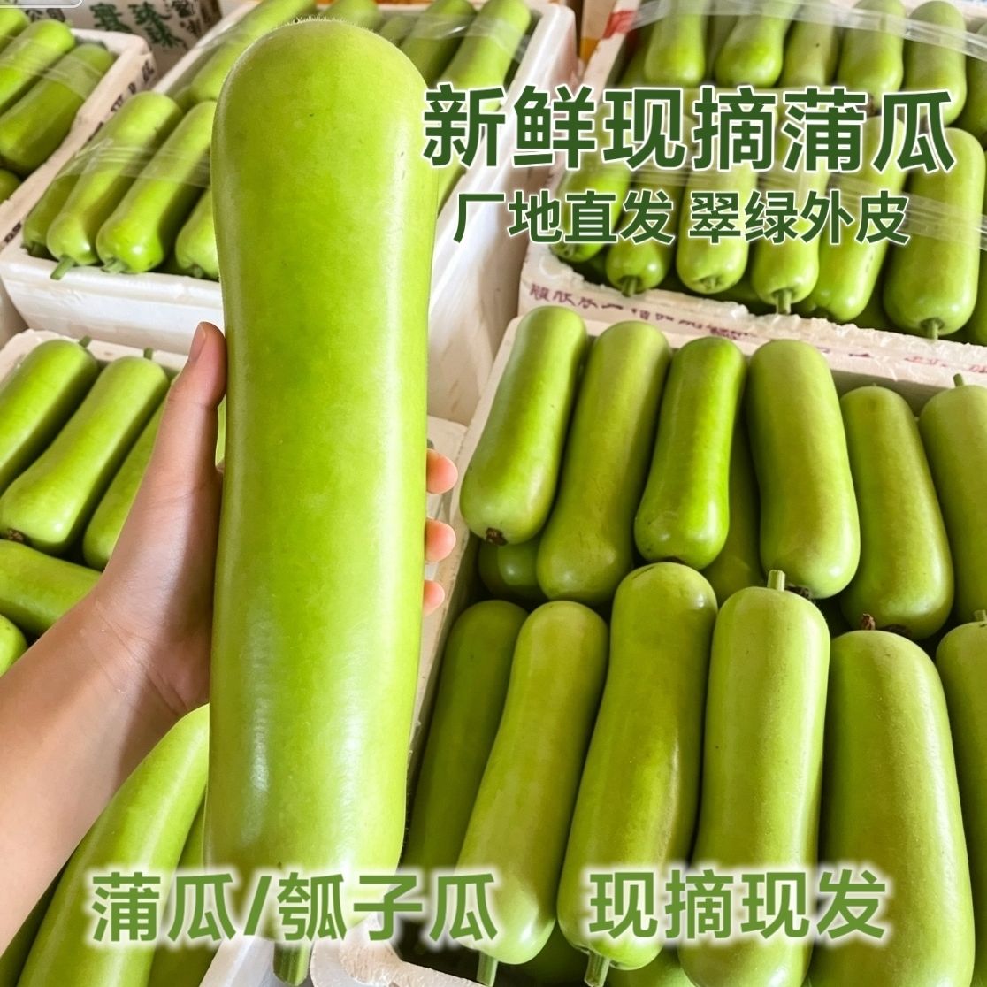 5斤应季蒲瓜新鲜瓠子瓜夜开花农家肉丝葫芦蔬菜现摘瓠瓜正品当季
