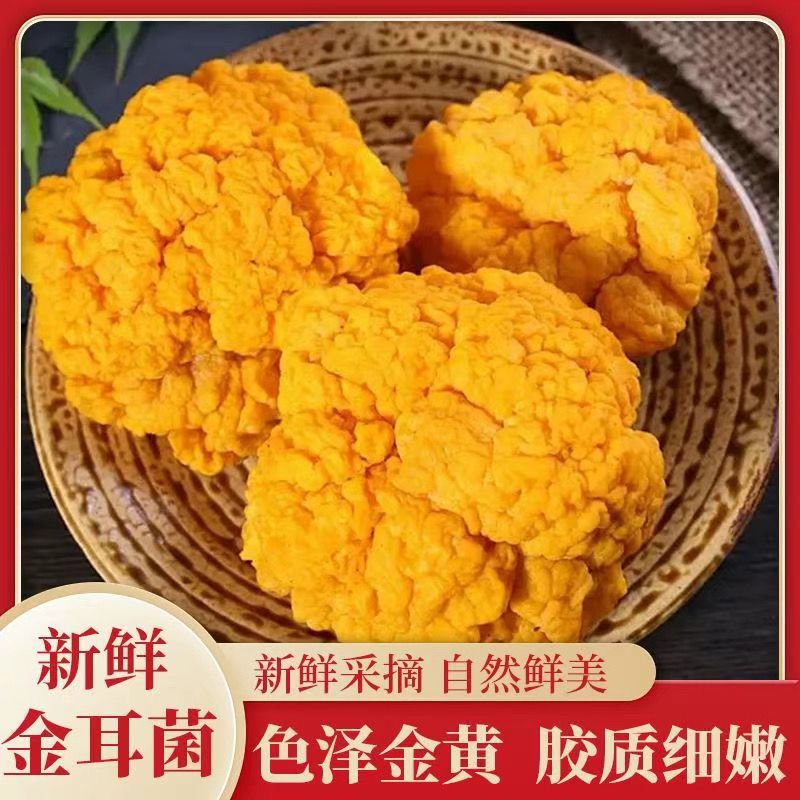 新鲜金耳菌火锅食材300g新鲜现摘现发大菇刺身火锅菌菇类新鲜顺丰