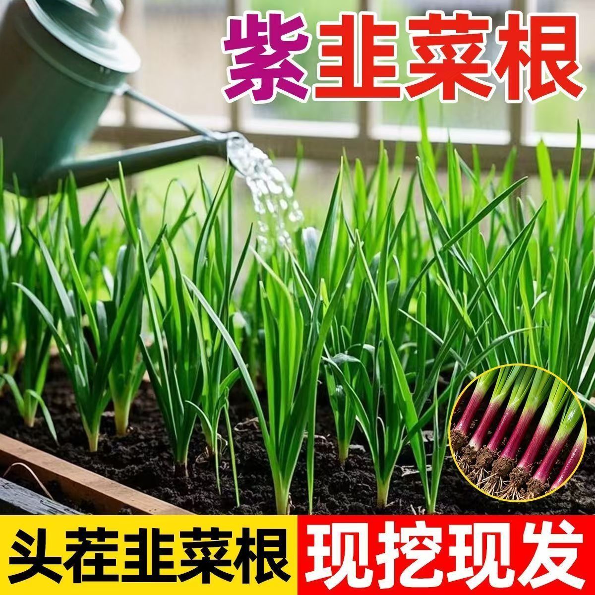 新韭菜根苗宽叶四季可种植韭菜根苗蔬菜盆栽植物室内种菜庭院正宗