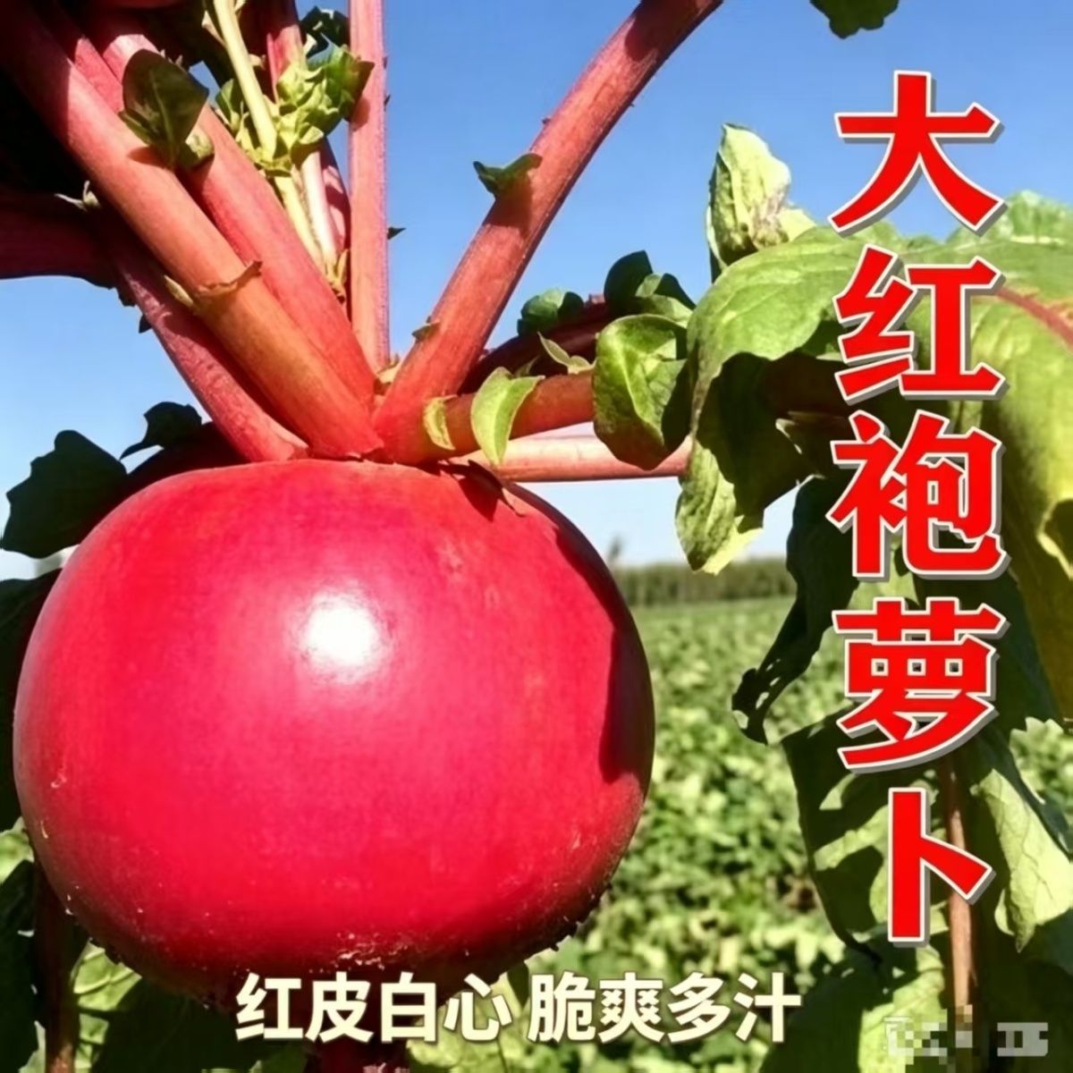 东北红皮大萝卜红皮白心萝卜新鲜红萝卜现挖农家自种直发