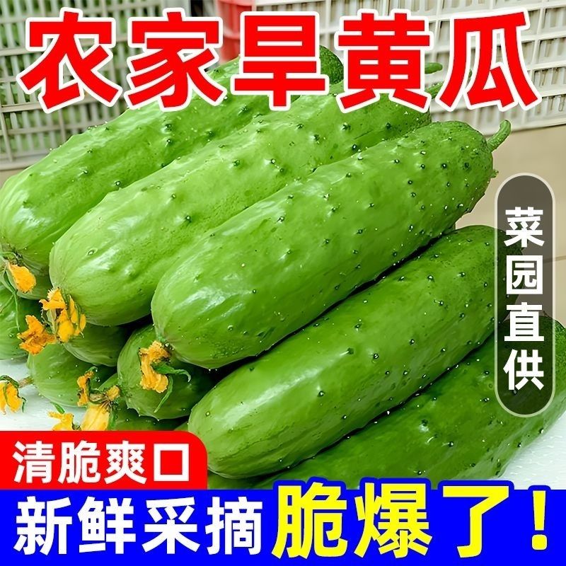 东北旱黄瓜一整箱生吃蘸酱凉拌菜新鲜采摘农家种植新鲜黄瓜脆嫩