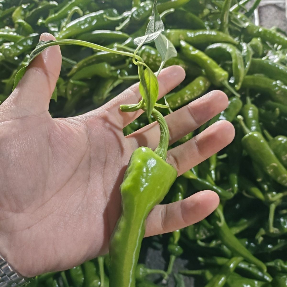 【产地直发】辣妹子辣椒青椒辣椒尖椒新鲜蔬菜批发