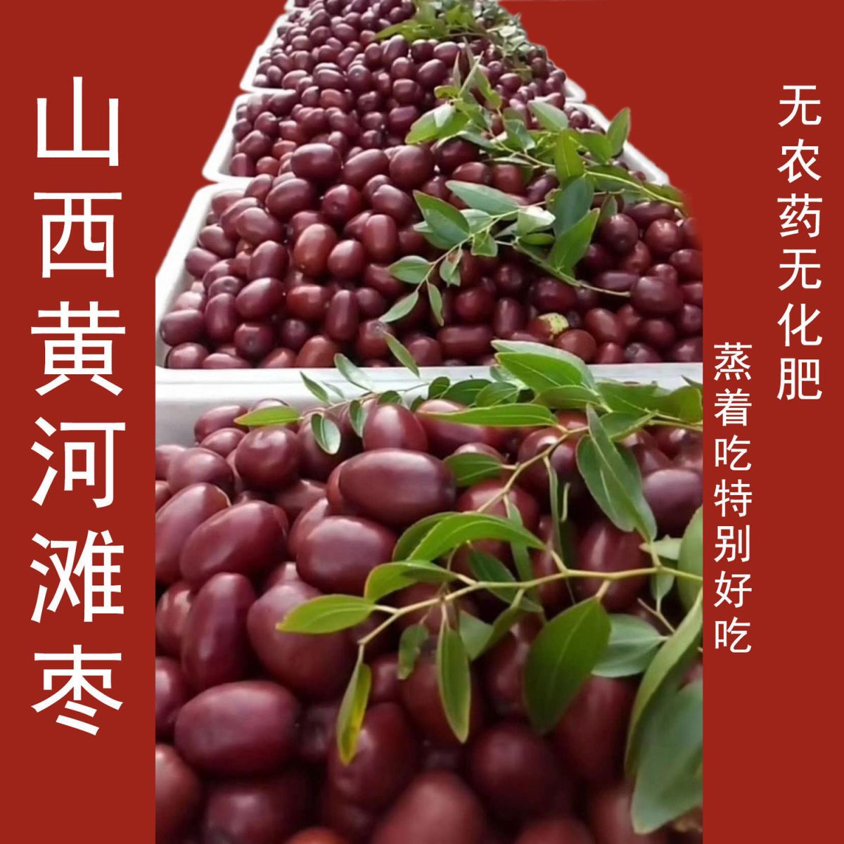 2026新枣鲜枣硬枣临县黄河滩枣酸甜木枣可做酒枣红枣油枣