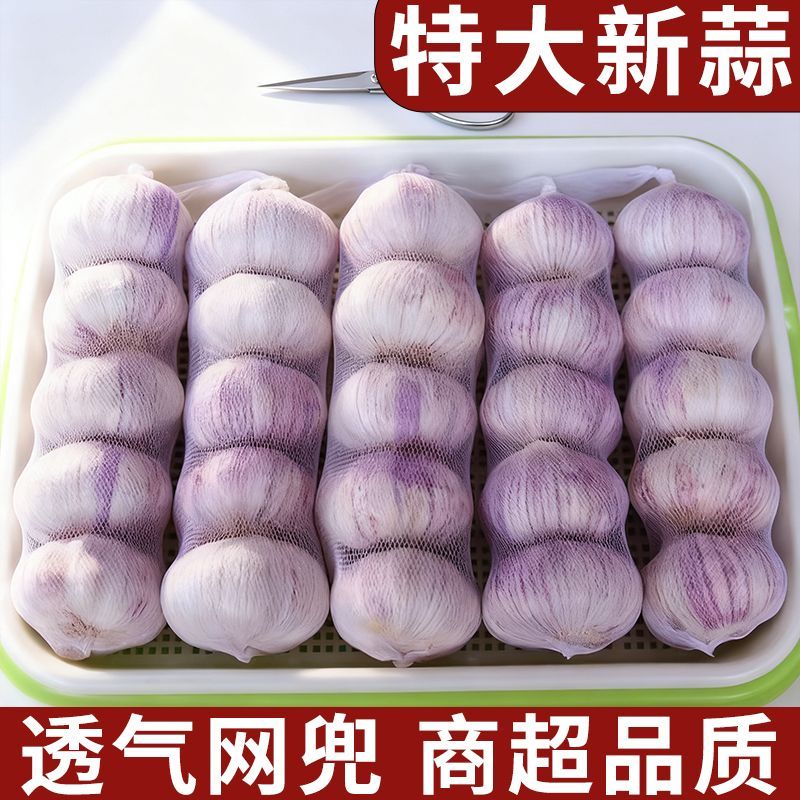 【商超品质】2026金乡大蒜新干蒜净蒜正宗紫皮大蒜头足晒大蒜头