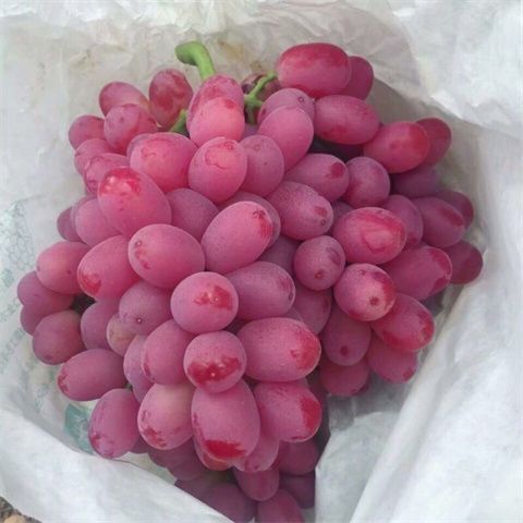 新鲜克伦生葡萄颗粒饱满清甜当季水果无籽提一整箱孕妇食用无核