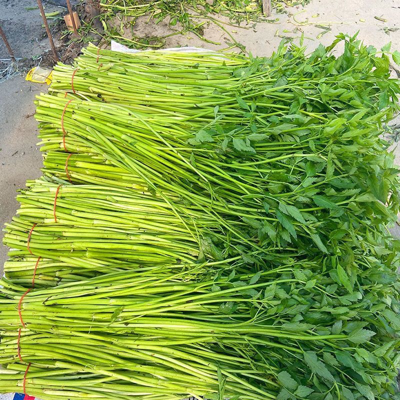 2斤装当季新鲜水芹芹菜农家现摘蔬菜当天现在现发时令