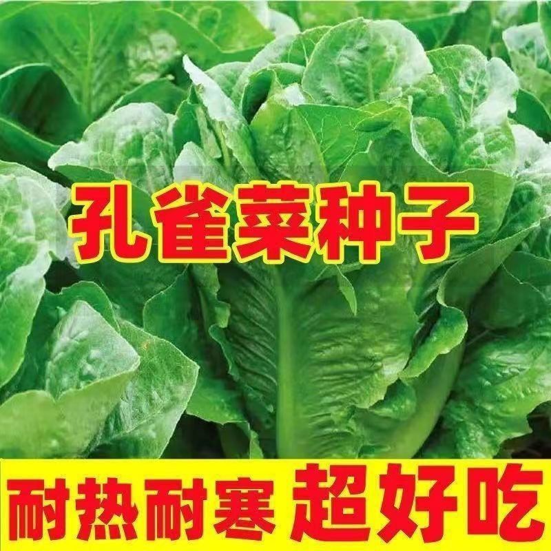 正品孔雀菜种子高营养四季种可生吃直立奶油汉斯沙拉生菜蔬菜种子