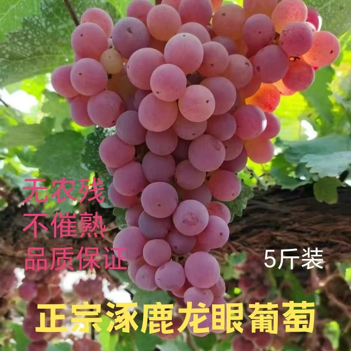 儿时味道龙眼葡萄现摘现发新鲜葡萄酸甜可口红葡萄5斤装