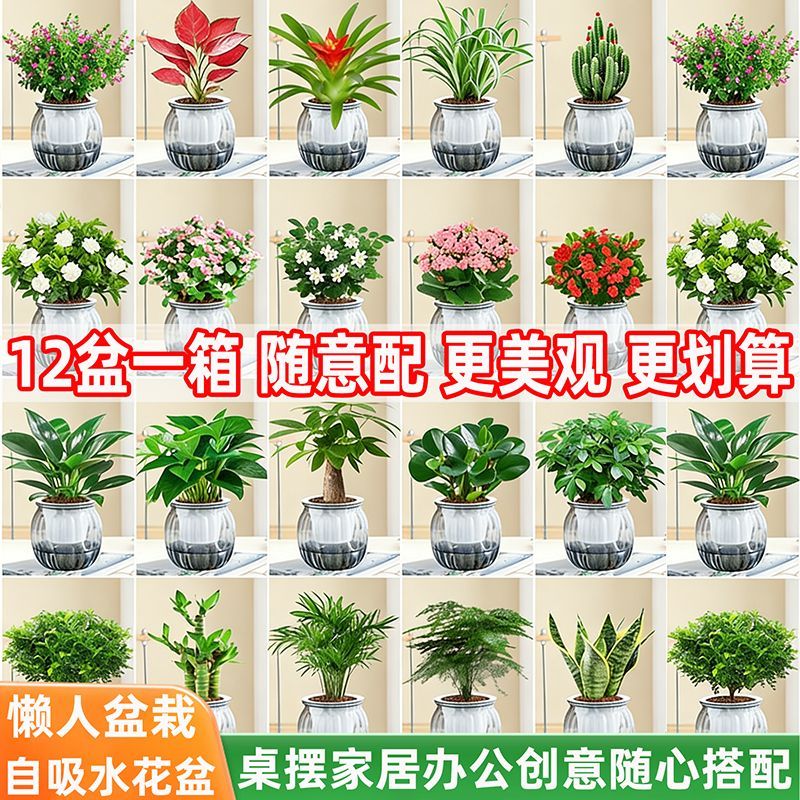 绿萝室内小盆栽植物客厅办公桌面新房四季好养水培花卉绿植幼儿园