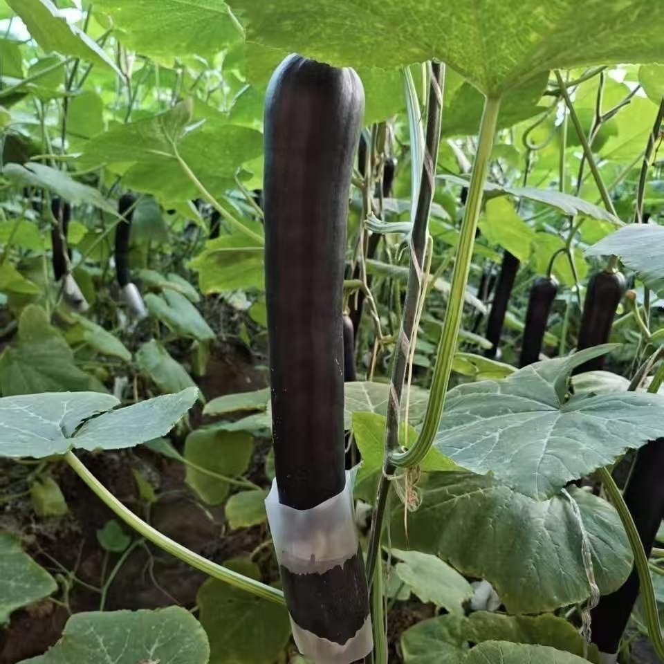 寿光吊瓜嫩南瓜菜南瓜青南瓜青皮南瓜新鲜南瓜时令蔬菜产地直发