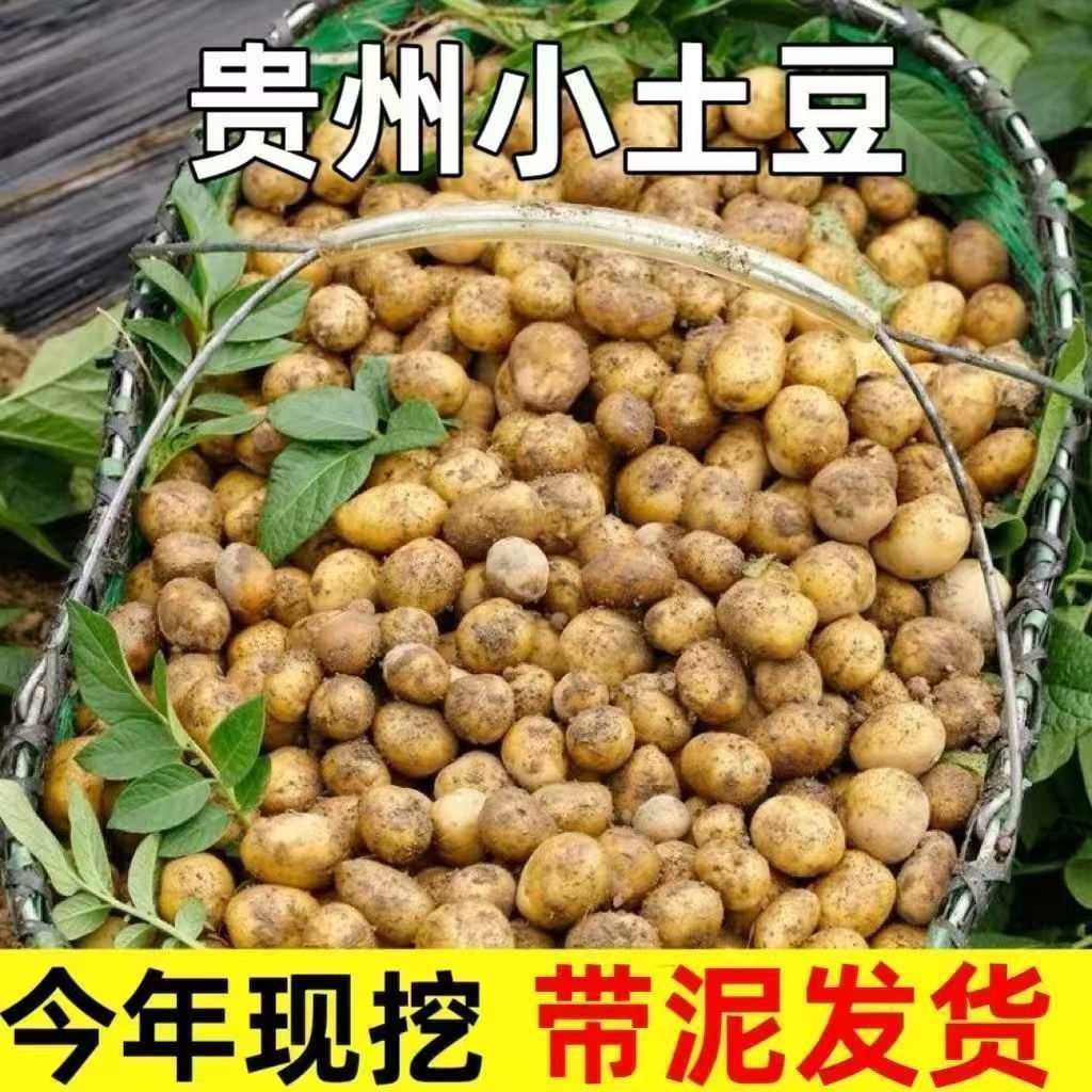 贵州高山正宗农家小洋芋新鲜现挖黄心小土豆农家自种应季产地直发