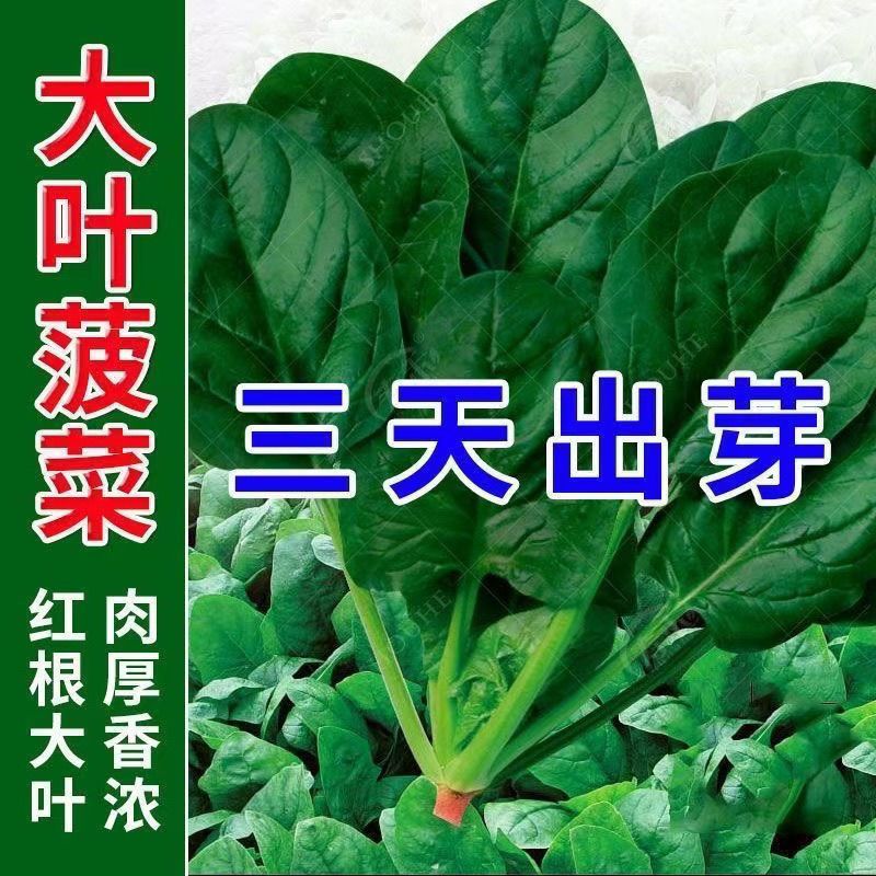 【可越冬】大叶菠菜种子散装菠菜籽高产四季播耐寒秋冬季蔬菜种子