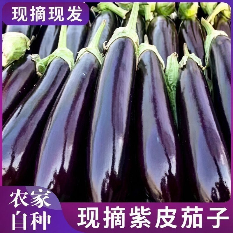 新鲜长茄优质茄子现摘现发产地直发新鲜当季紫皮新鲜蔬菜