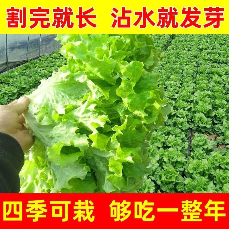 意大利生菜奶油玻璃生菜种子生吃耐寒耐热种子阳台庭院可播种四季