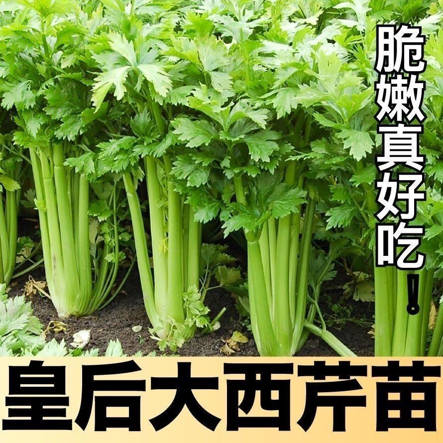 正宗四季芹菜皇后西芹小香芹西芹秧苗秋季盆栽后院种植基地发货