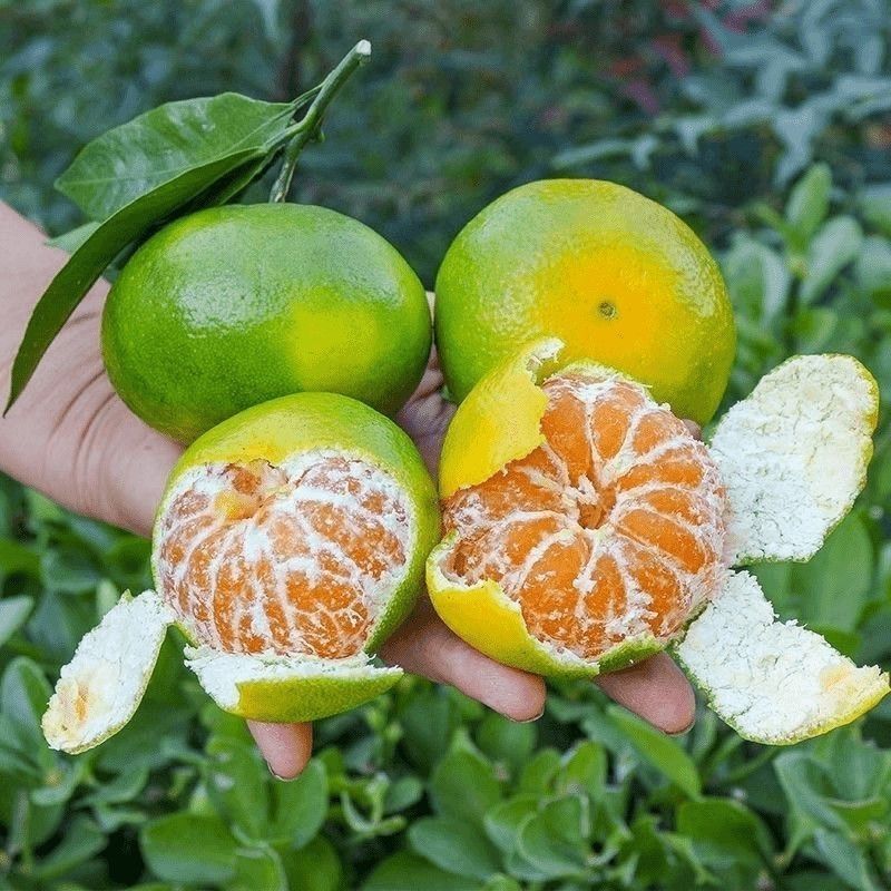 新鲜橘子湖北蜜桔薄皮桔子青皮无籽柑橘应季孕妇水果蜜橘甜非丑橘