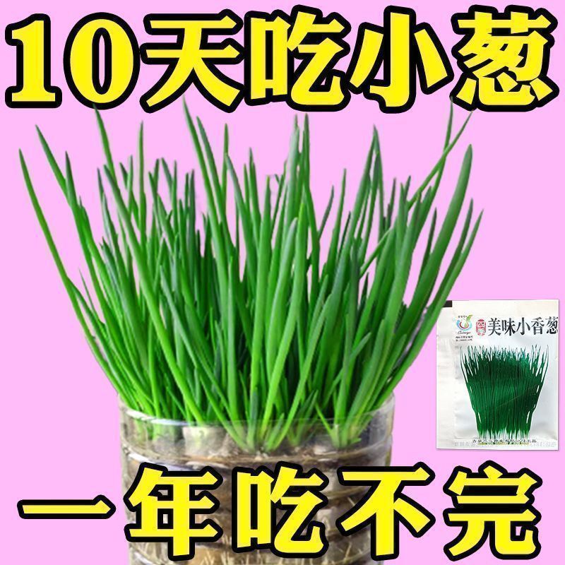 四季小香葱籽小香葱种子阳台室内盆栽葱种子家庭菜种耐寒蔬菜种子