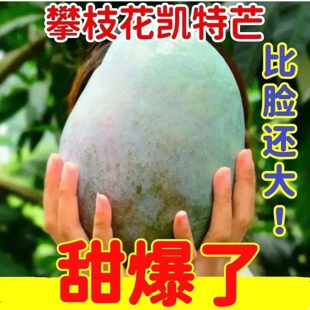 四川攀枝花正宗凯特芒果新鲜应季水果超大特大凯特芒整箱批发