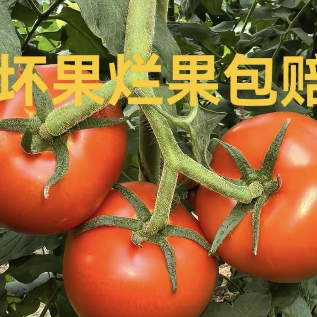 山东硬粉沙瓤生吃番茄品种新鲜自然西红柿柿子现摘水果蔬菜