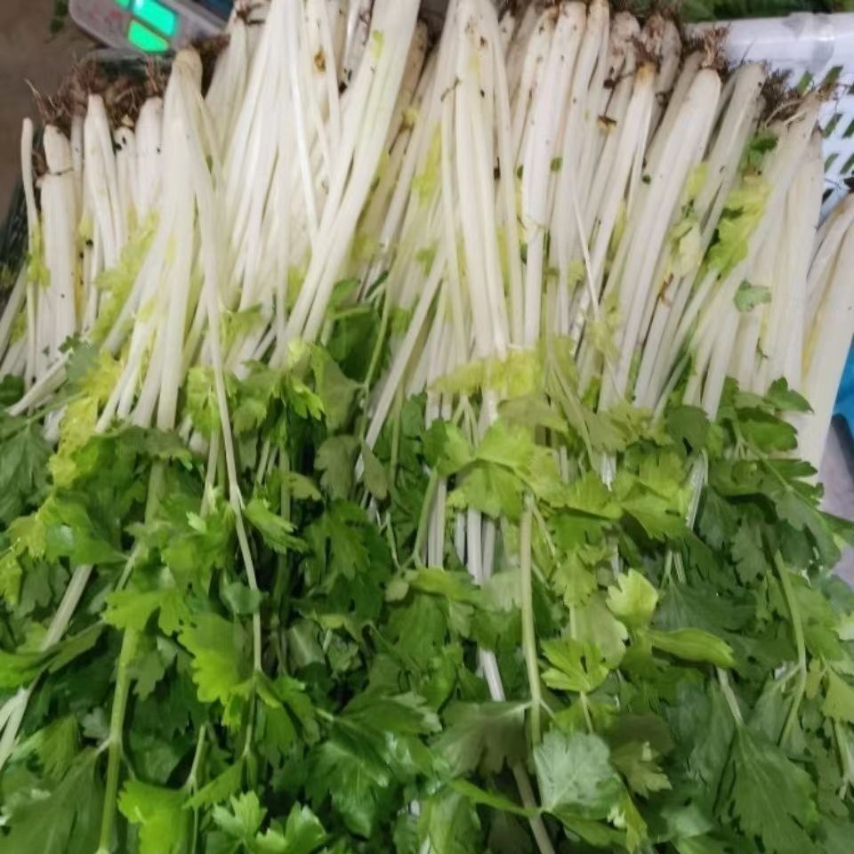 云南新鲜蔬菜露天白芹菜现摘农家自种本地白杆芹菜炒菜香味