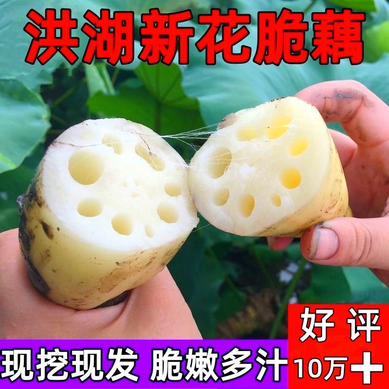 新鲜莲藕湖北农家自种应季新藕九孔脆莲藕清炒凉拌藕段1斤3斤5斤