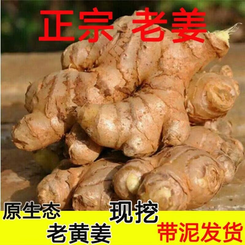 四川生姜老姜批发黄姜现挖老黄姜月子姜土姜母姜老黄姜新鲜蔬菜