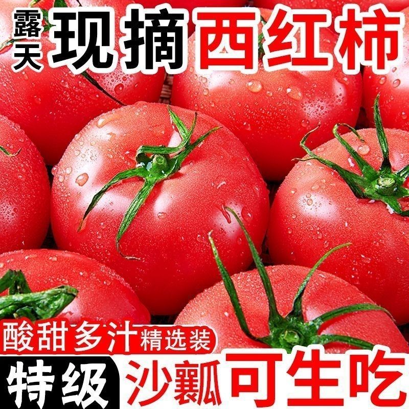 云南沙瓤露天西红柿新鲜正宗水果番茄生吃柿子自然现摘成熟蔬菜
