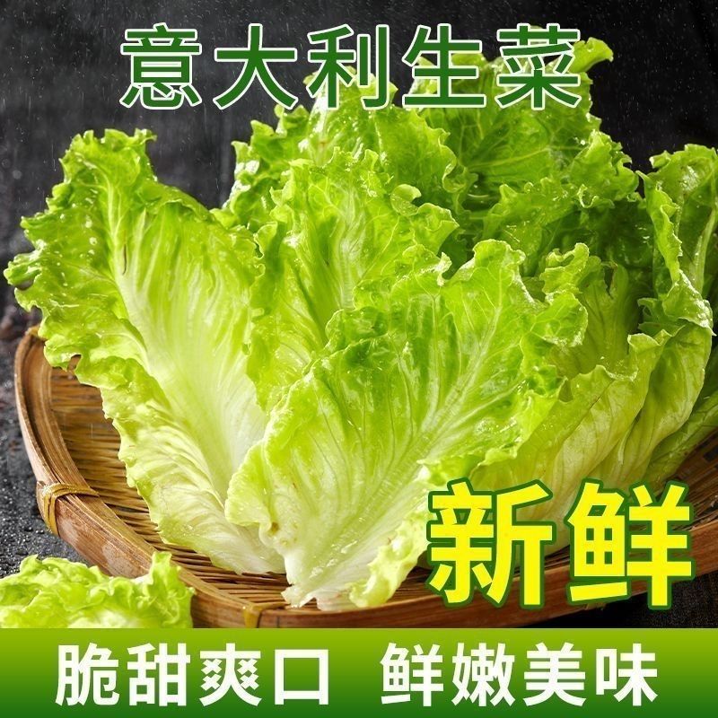 新鲜云南意大利生菜生菜沙拉奶油蔬菜罗马现摘发火锅刷菜生菜新鲜