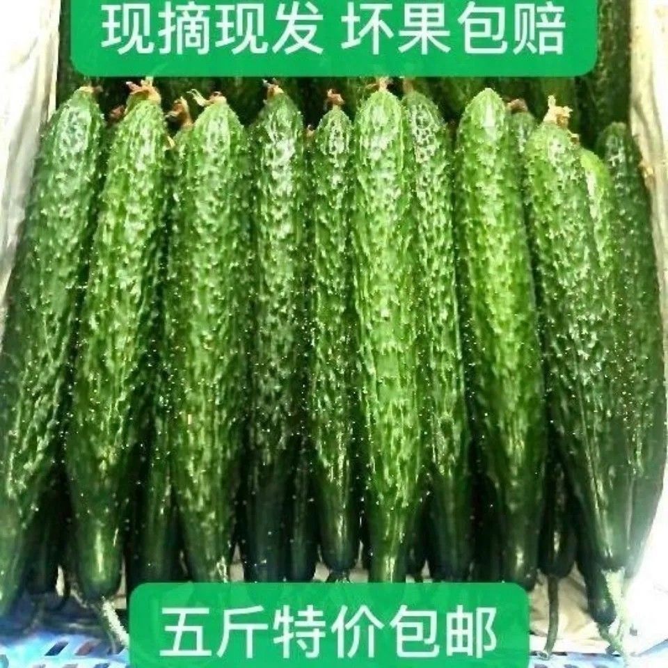 新鲜黄瓜蔬菜青瓜带刺水黄瓜整箱农家现摘现发应季绿心水黄瓜