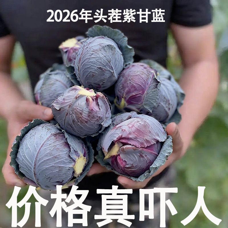 2026年头茬紫甘蓝新鲜宁夏农家采摘卷心菜生吃沙拉露天脆嫩蔬菜